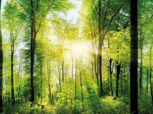 Bild von einem Wald in welchem die Sonne mittig im Bild durch die Bäume durch scheint.